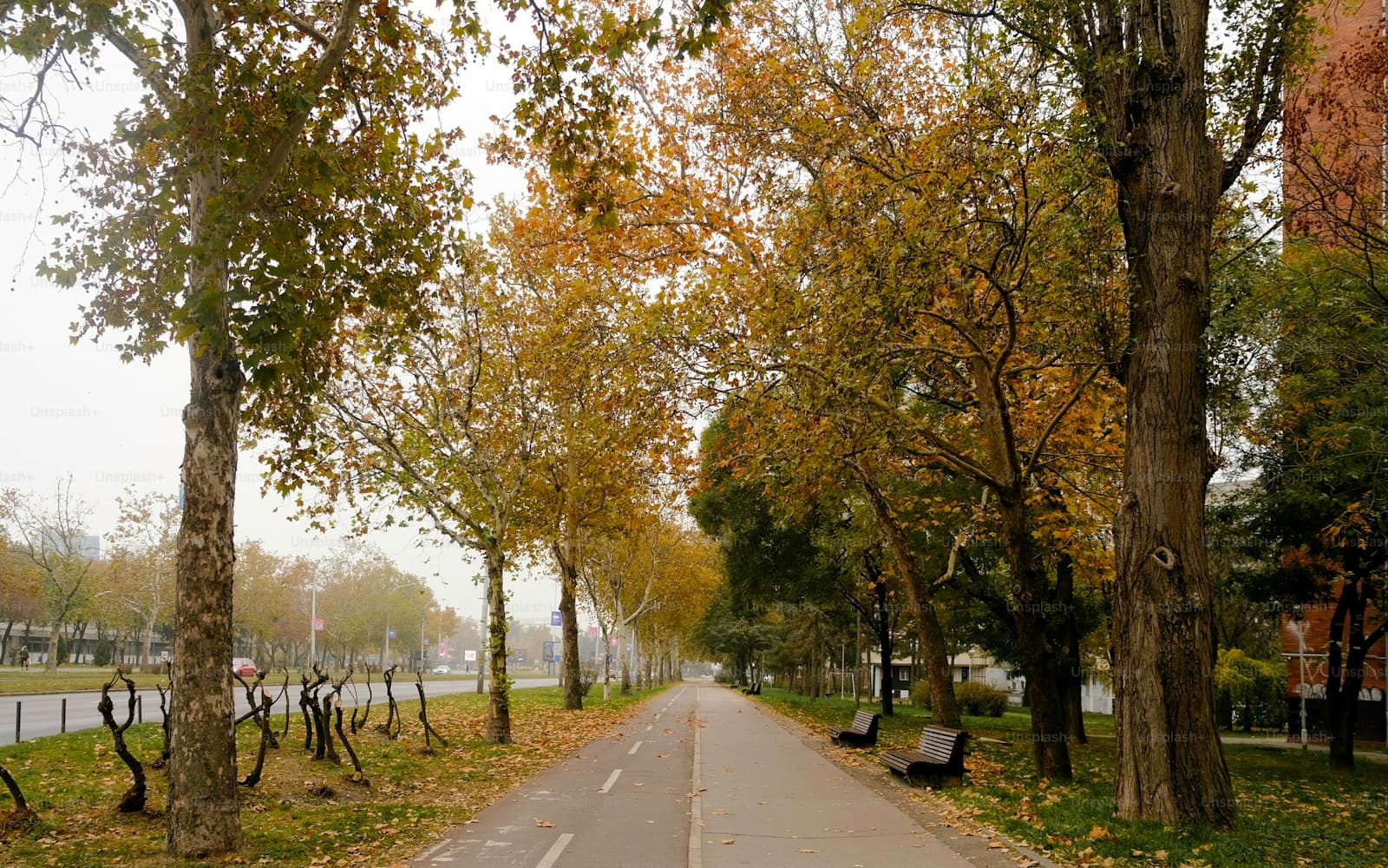 Tree-lined road in autumn with fall foliage and fallen leaves creating a peaceful pathway