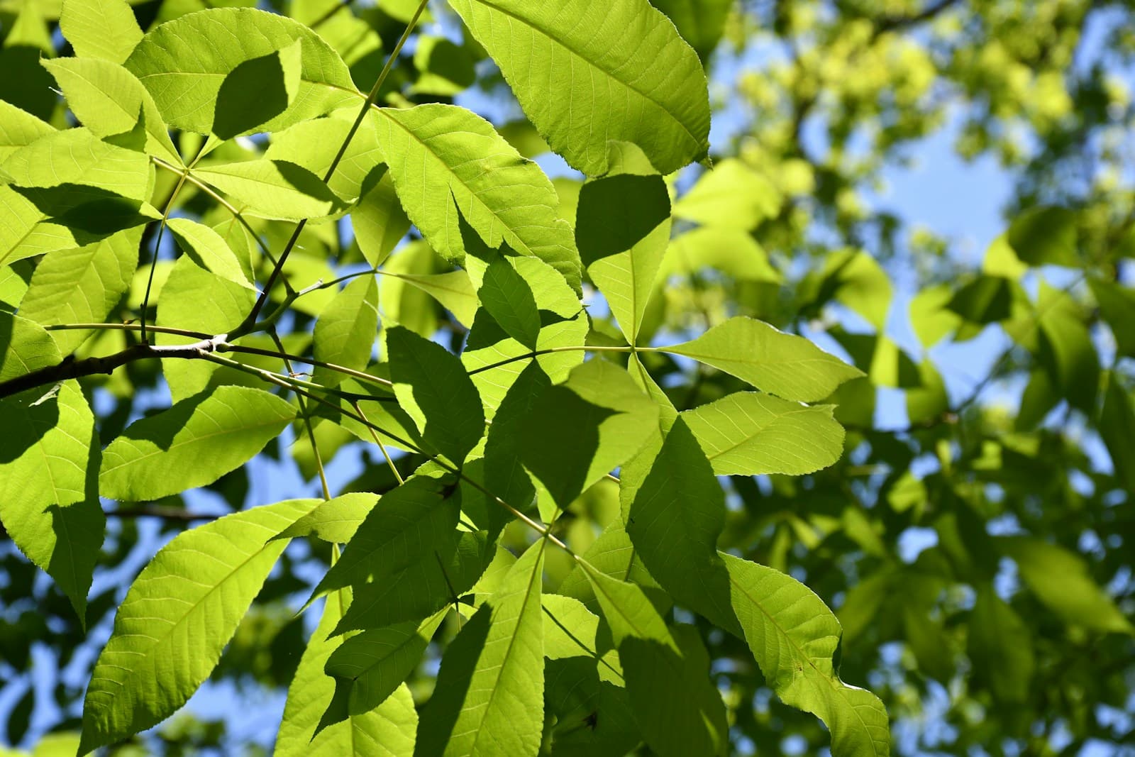Bright green tree leaves with serrated edges against blue sky on sunny day