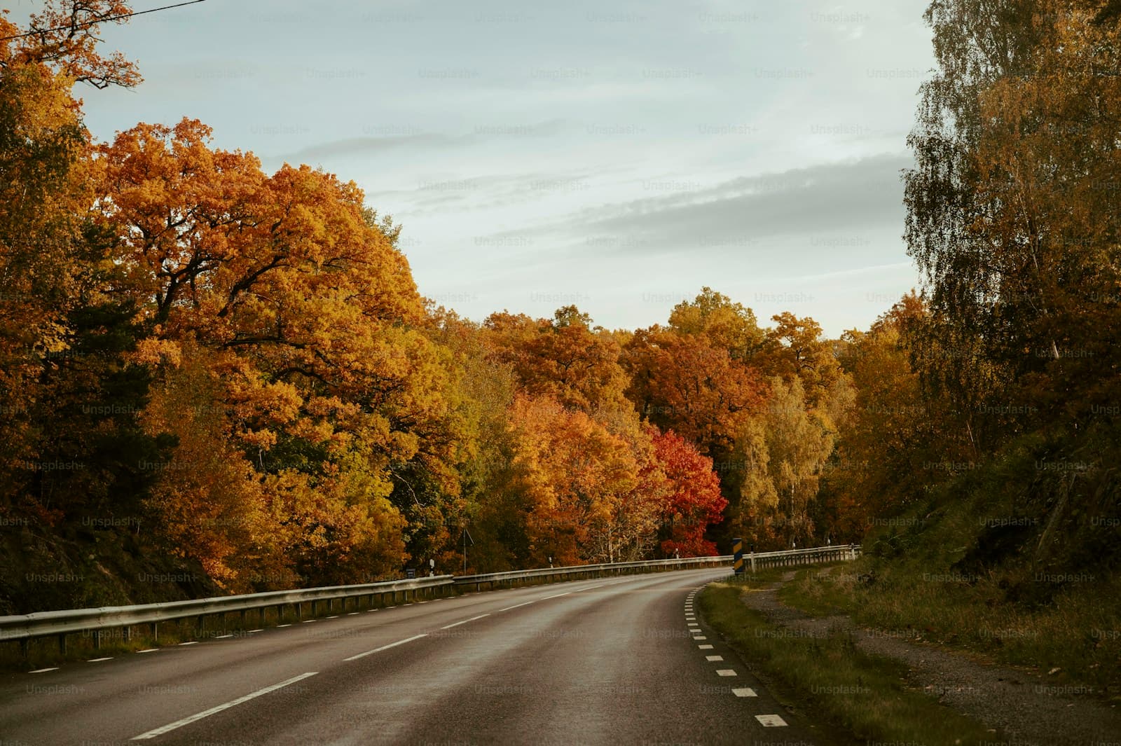 Paved road curving through forest in full orange, yellow, and red autumn color