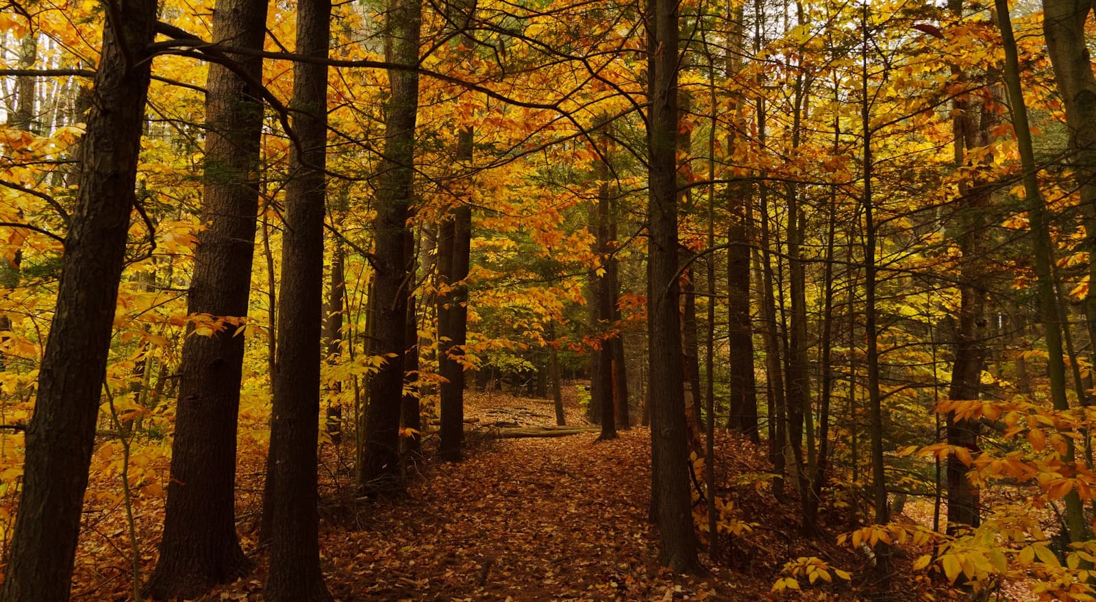 Autumn forest path with golden fall foliage and fallen leaves covering a winding trail through tall trees