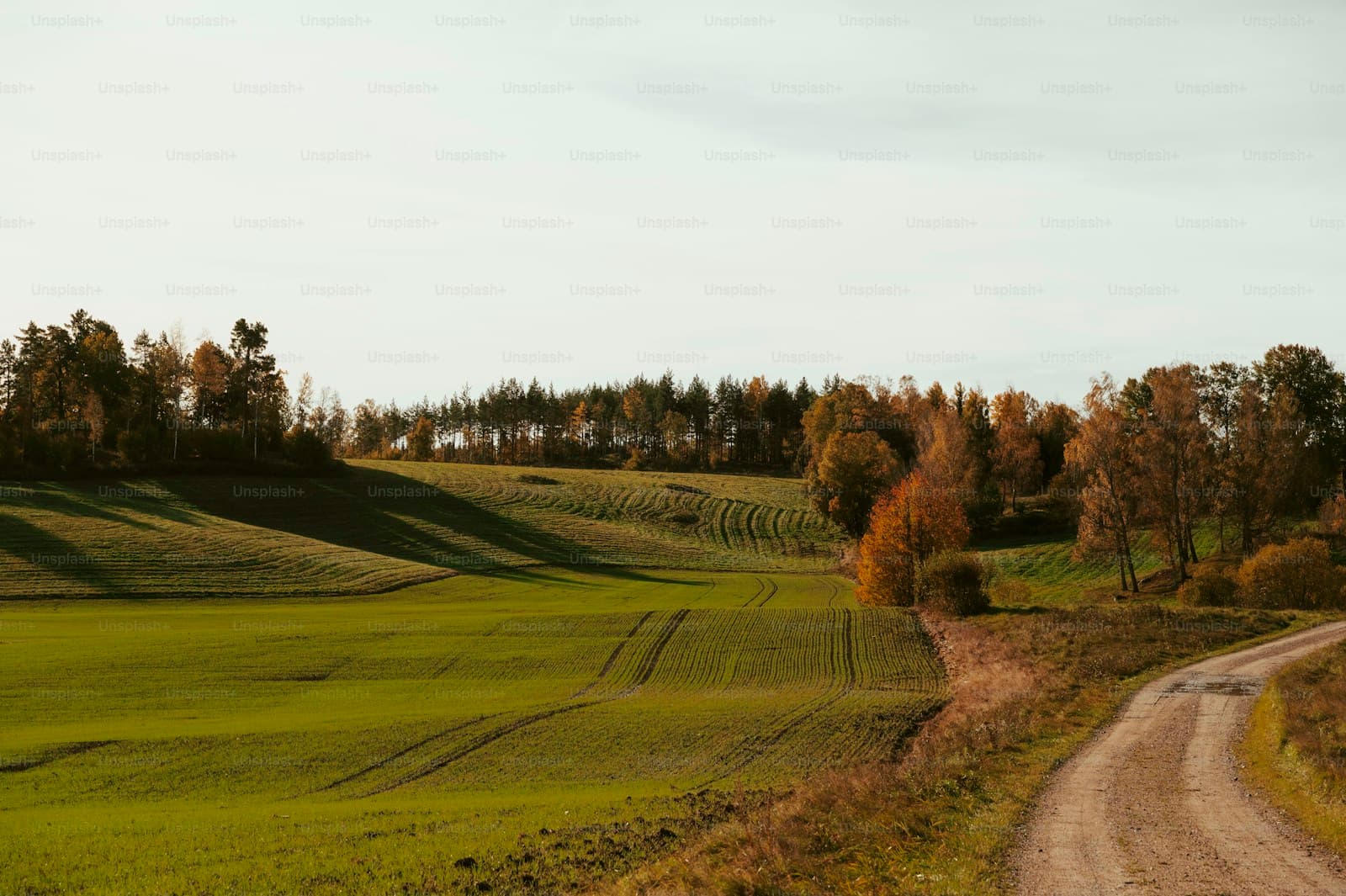 Rural countryside with green fields, autumn trees, and dirt road under overcast sky