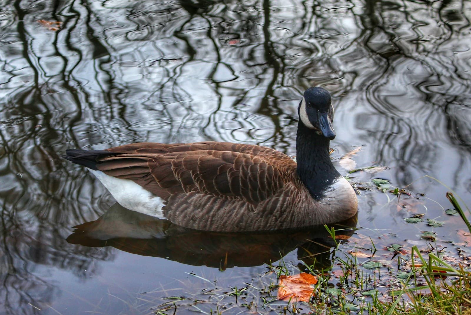 Canada goose swimming in calm water with rippled reflections