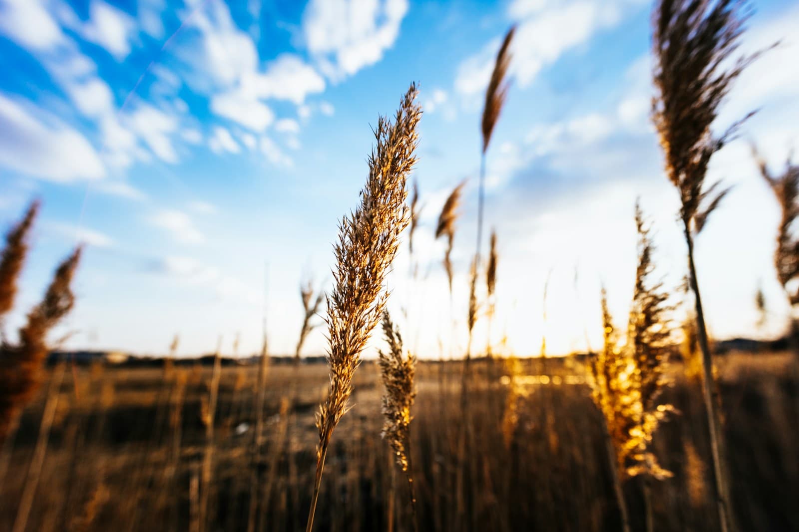 Golden grass stalks in a field backlit by sunlight against a blue sky with white clouds at sunset
