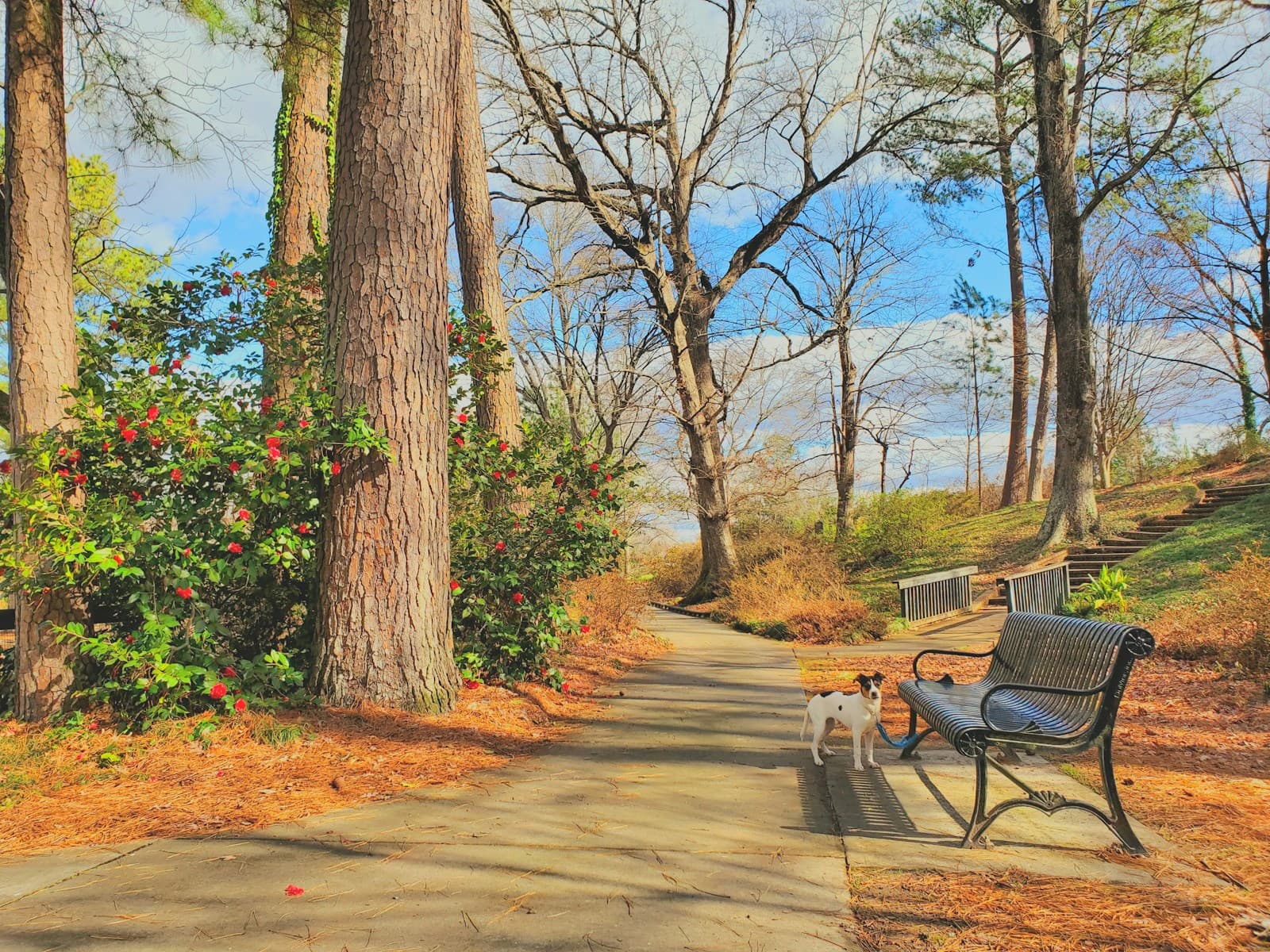 Park walking path with bench and small dog among tall trees and fallen leaves
