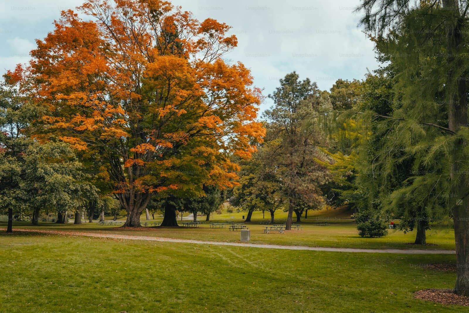 Autumn park scene with colorful fall trees, including a large tree with bright orange foliage on green grass