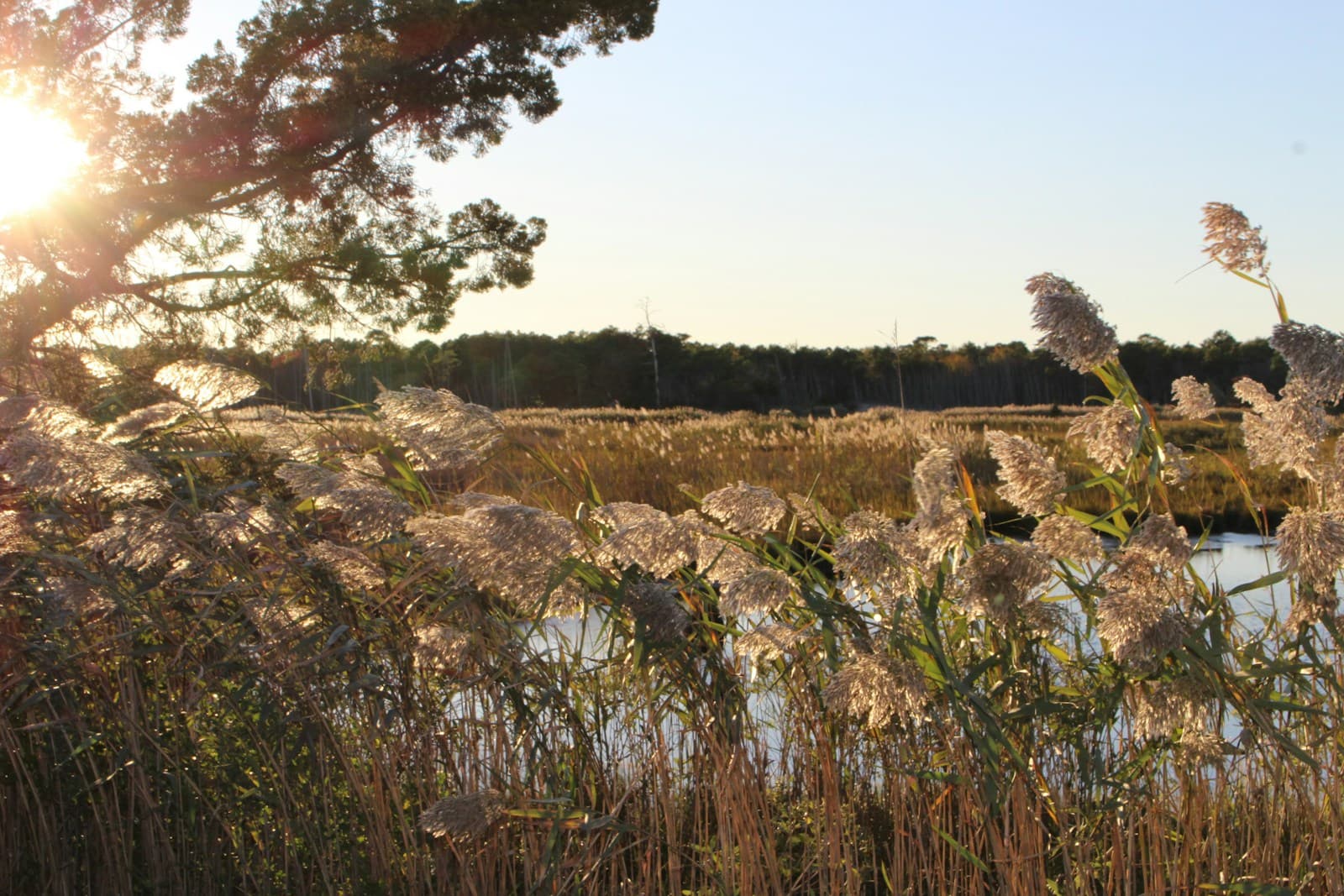 Peaceful wetland scene with marsh grasses and water at golden hour with sun filtering through trees