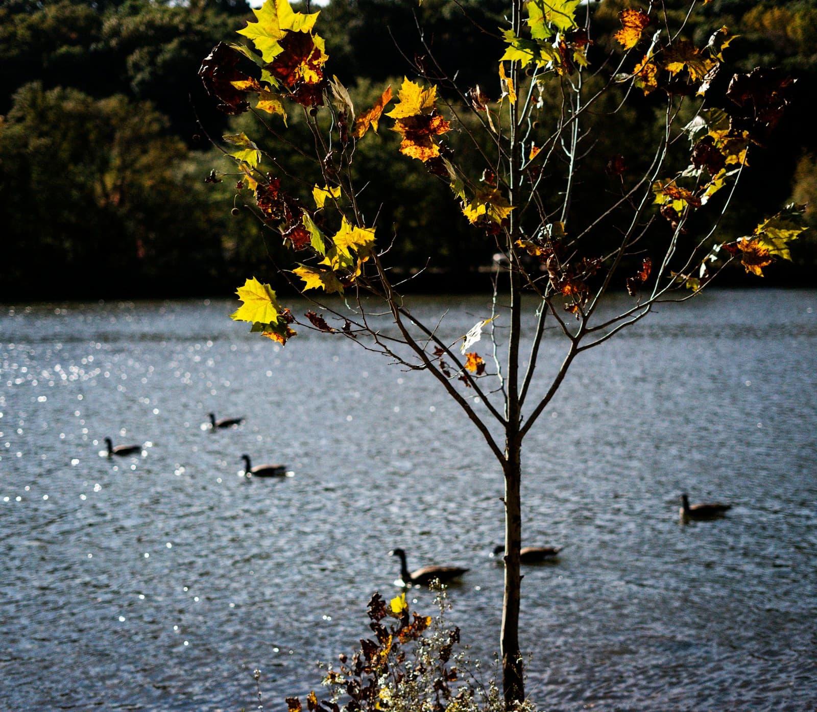 Small autumn tree with yellow leaves by a lake with ducks swimming in the water