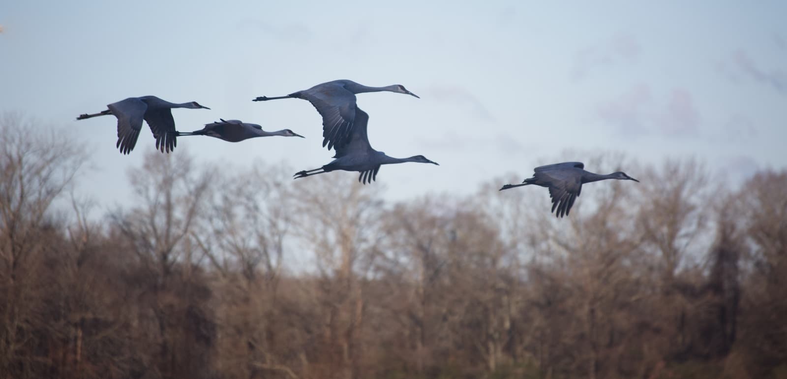 Flock of large dark birds flying in formation over bare winter trees against cloudy sky