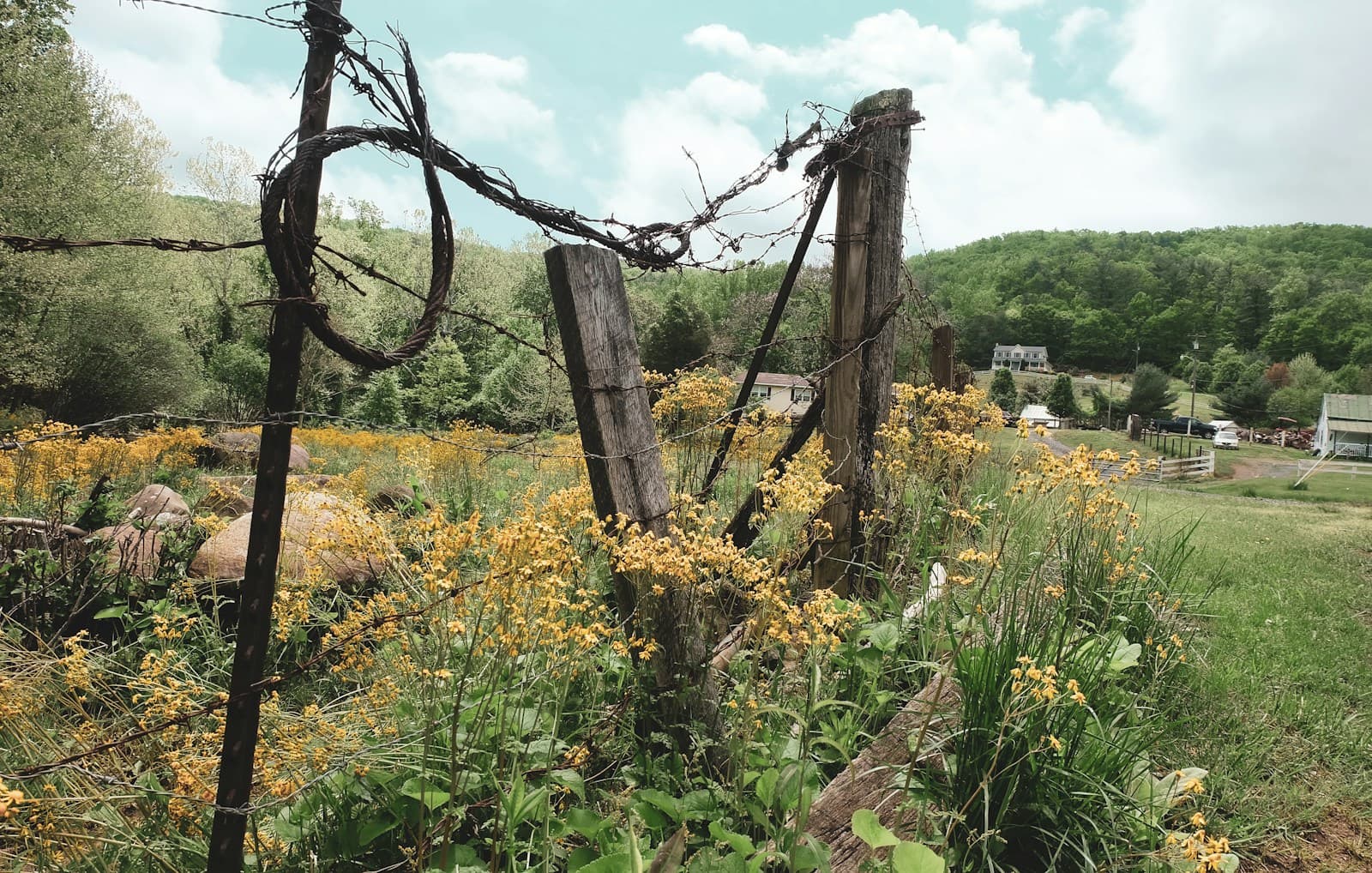 Old wooden fence post with barbed wire surrounded by blooming yellow wildflowers in rural countryside setting