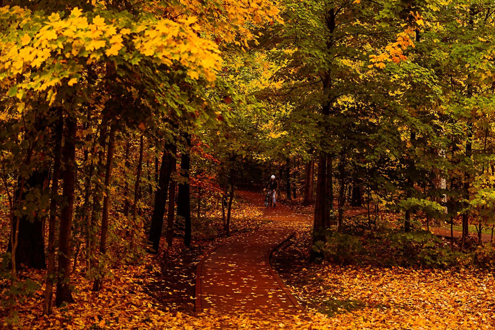 Autumn forest path covered in golden fallen leaves with trees displaying vibrant fall foliage