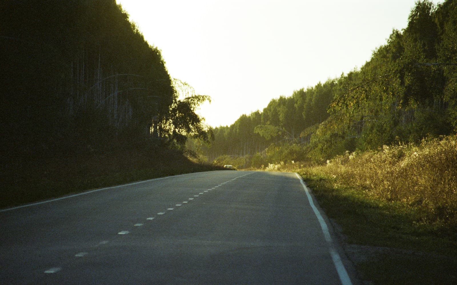 Curved road with white lane markings running through a corridor of tall trees