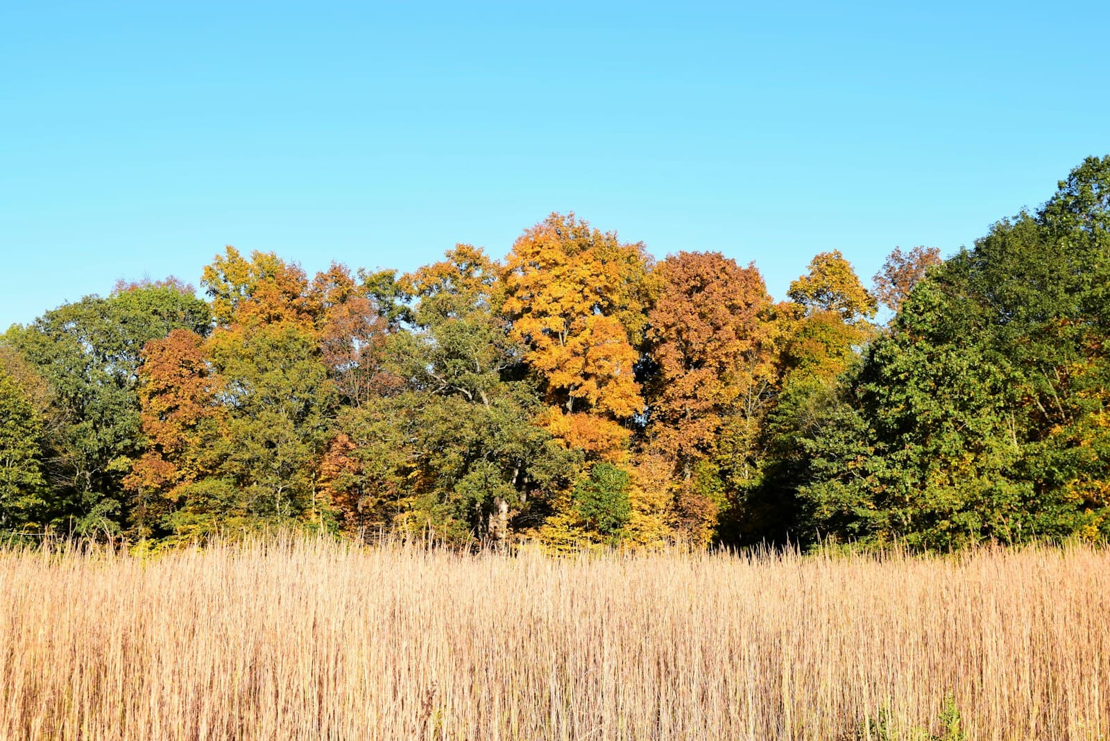 Autumn landscape with golden grain field and colorful fall trees under blue sky