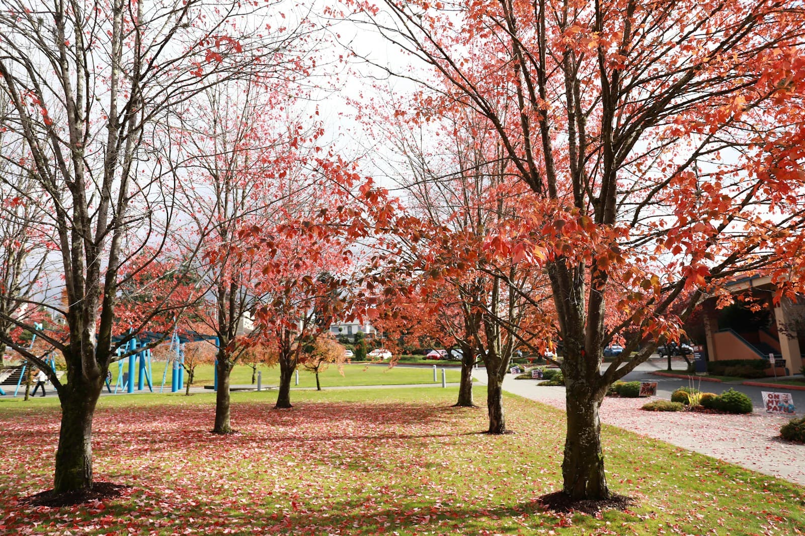 Autumn park with red maple trees, fallen leaves on grass, playground and houses in background