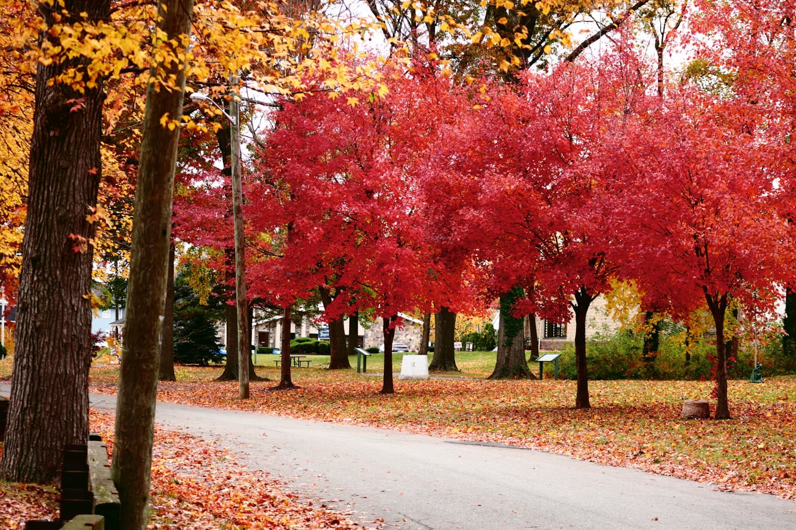 Autumn street lined with colorful fall trees showing red, orange and yellow leaves with scattered foliage on road