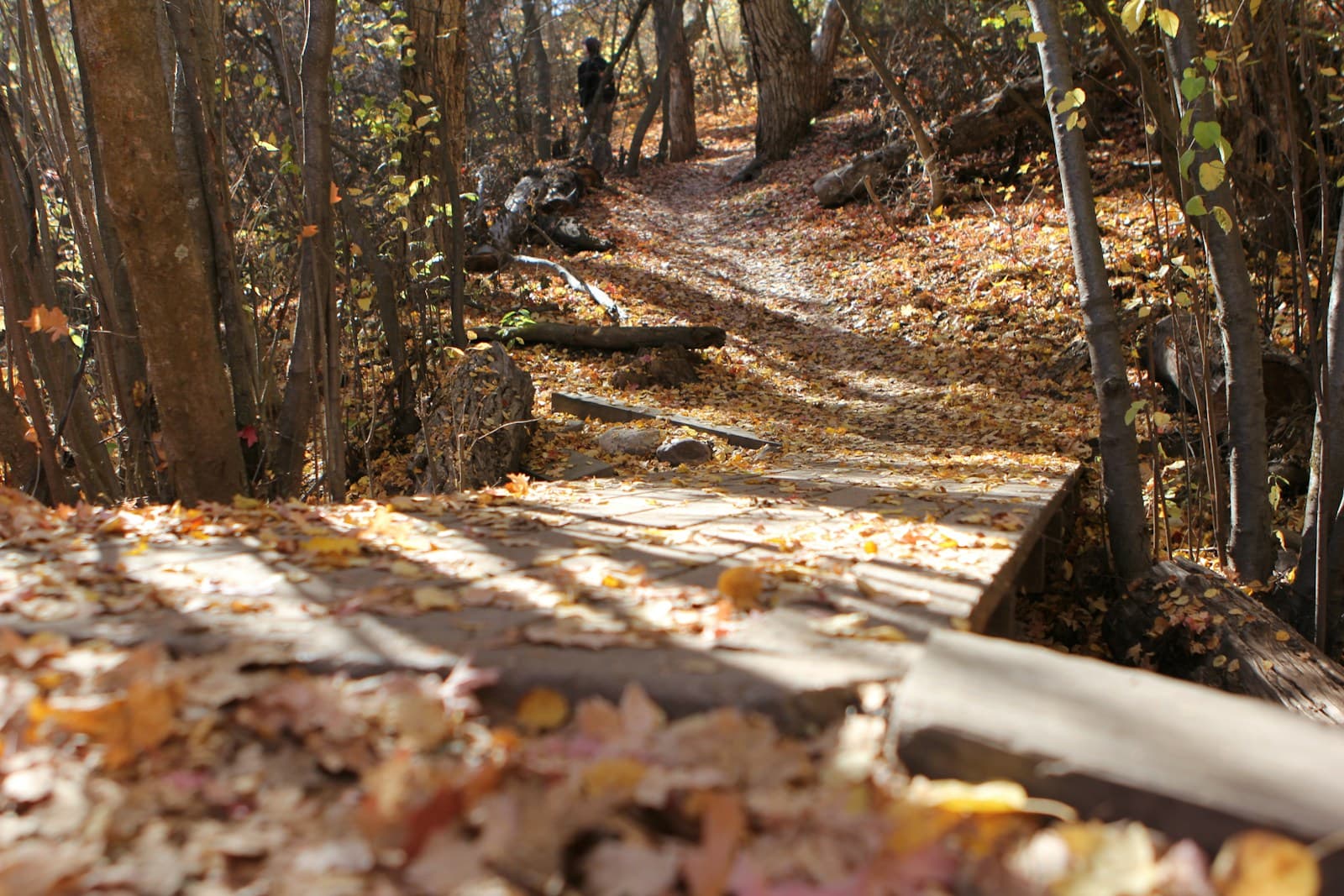 Wooden boardwalk trail winding through autumn forest with fallen leaves and dappled sunlight