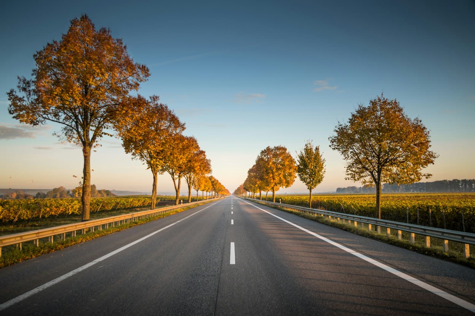 Straight road lined with golden autumn trees under blue sky at sunset