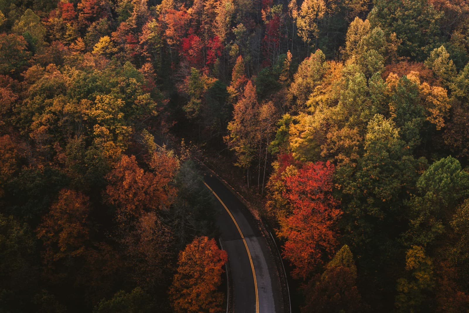 Aerial view of a winding road cutting through dense forest in full autumn color
