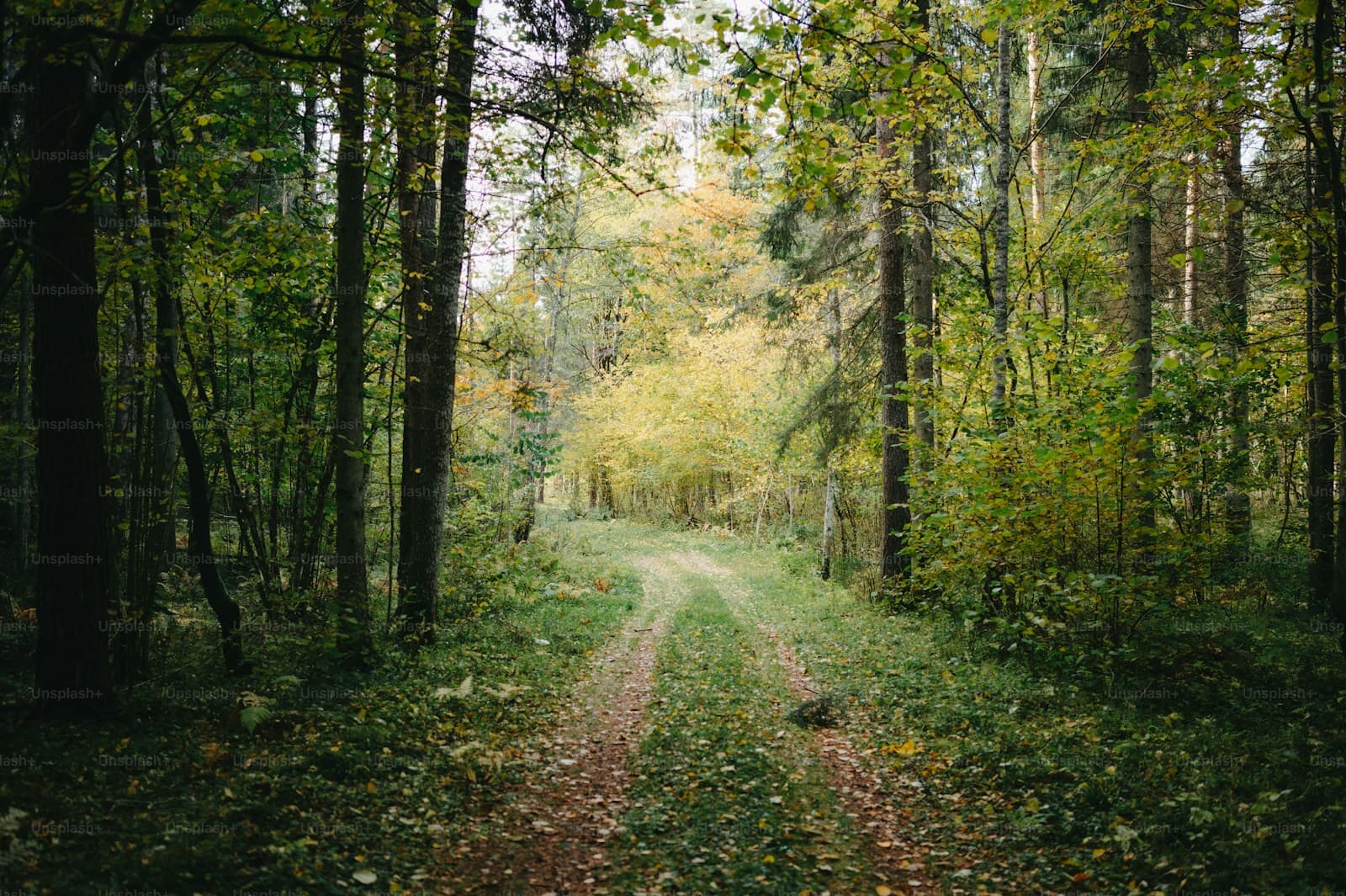 A winding dirt path through a green forest with tall trees and dappled sunlight