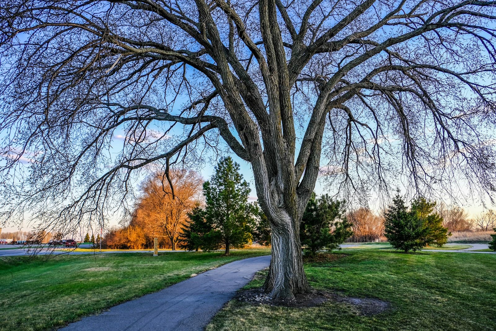 Large bare weeping willow tree with drooping branches on green grass with walking path in peaceful park setting
