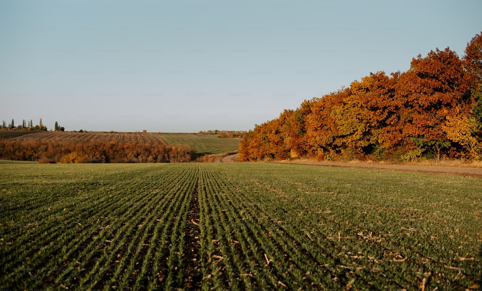 Autumn farmland with rows of green crops and orange fall trees along the field edge