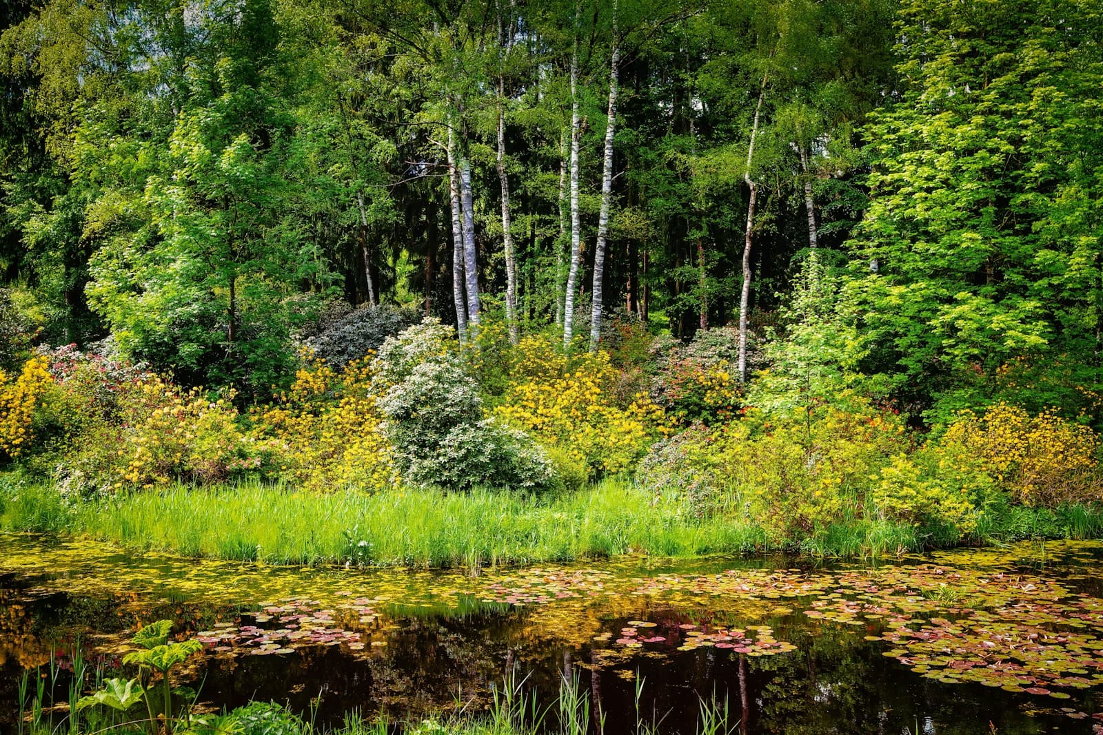 Peaceful pond with lily pads surrounded by lush green trees and vegetation in a natural woodland setting