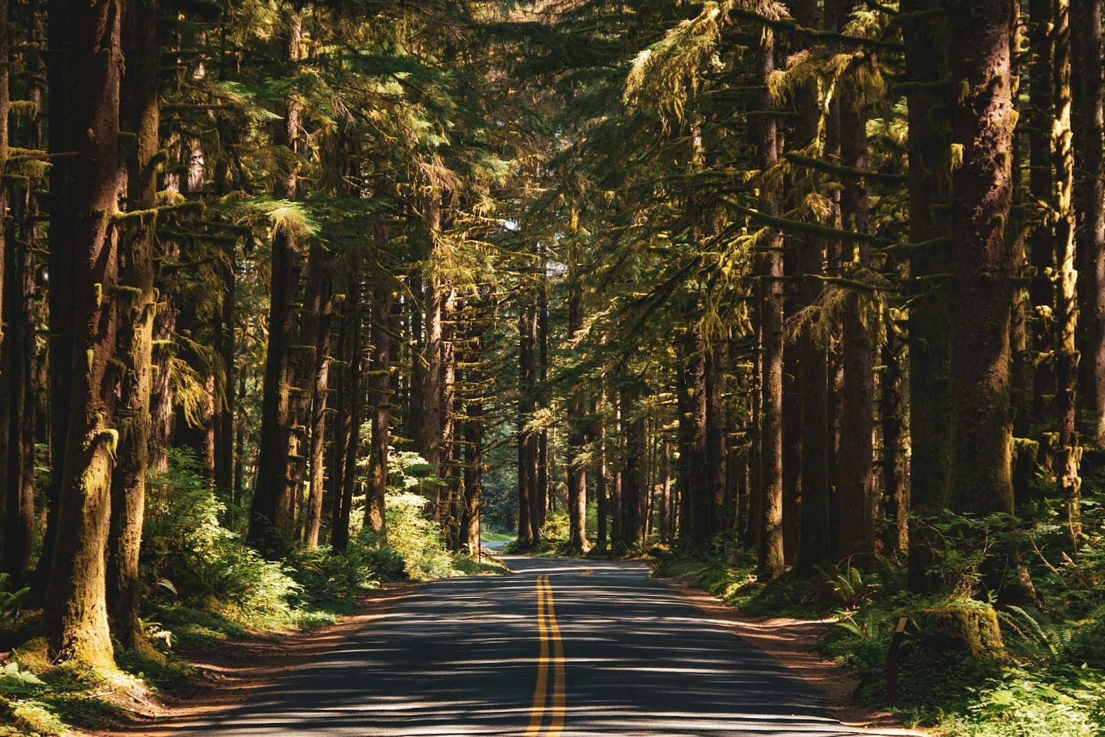 Two-lane road with yellow center lines through towering old-growth evergreens